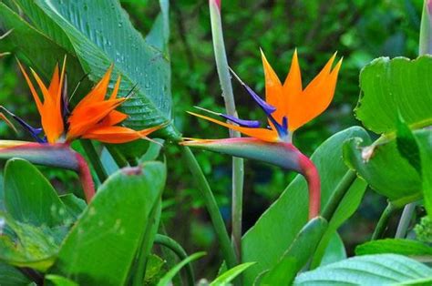 天堂鳥植物|天堂鳥花怎麼養？天堂鳥花種類、花語、繁殖&風水 –